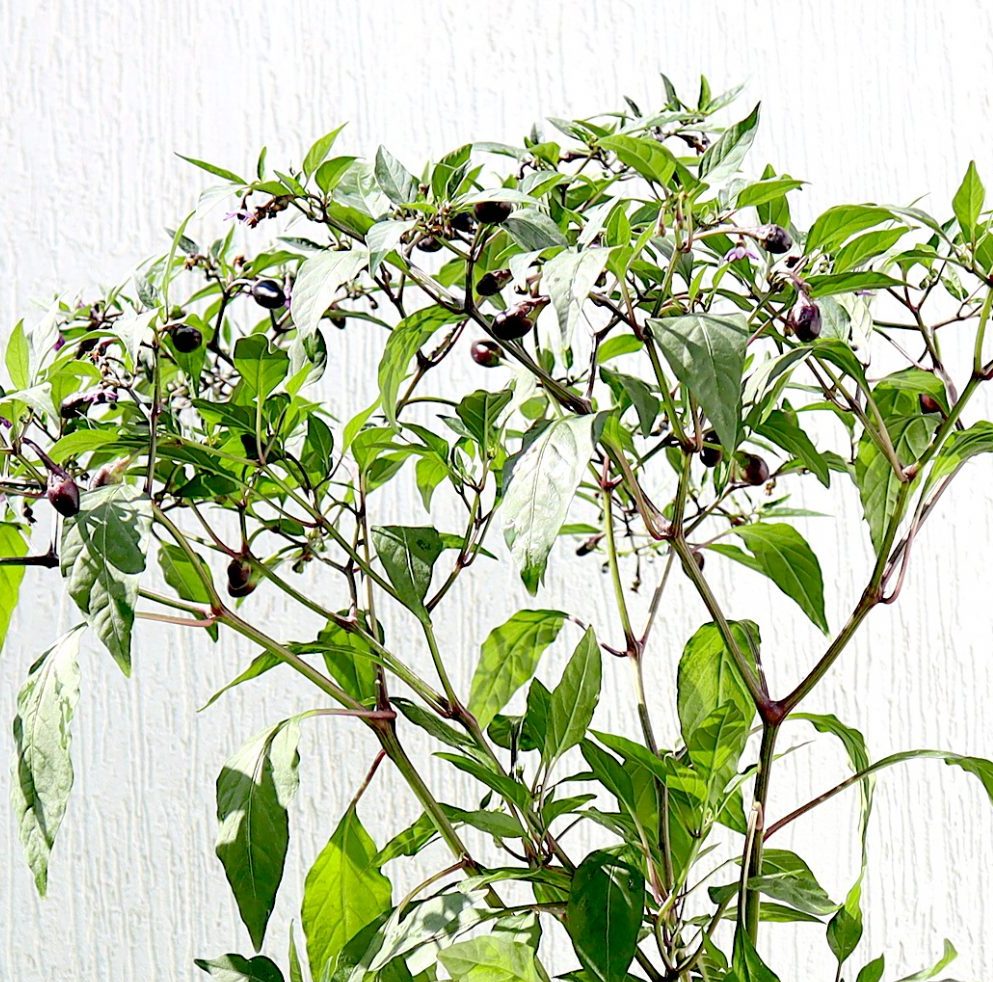 Ornamental pepper plant