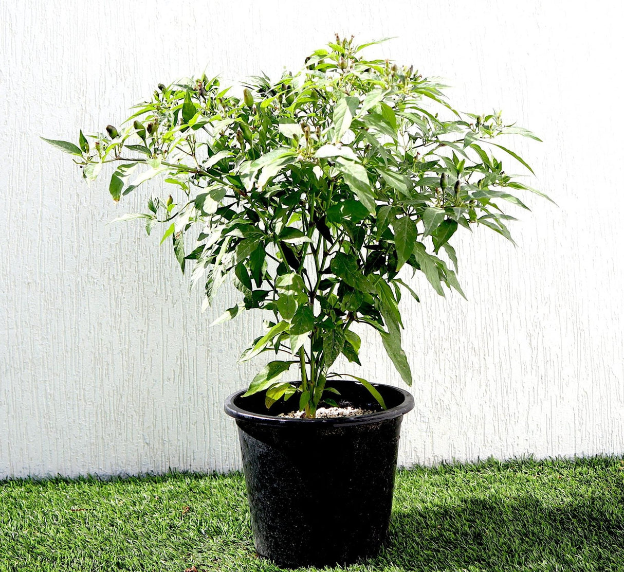 Ornamental pepper plant