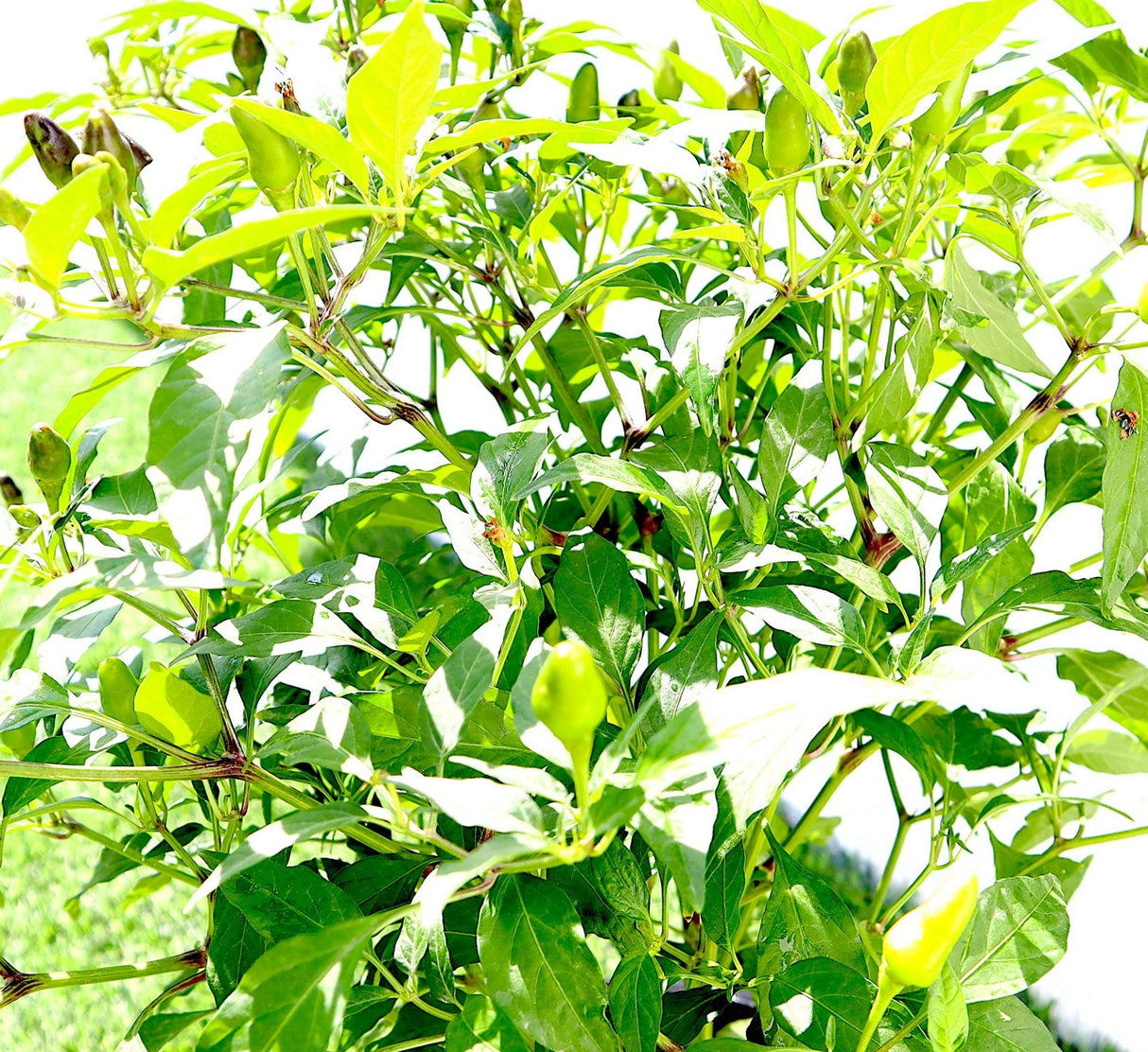 Ornamental pepper plant