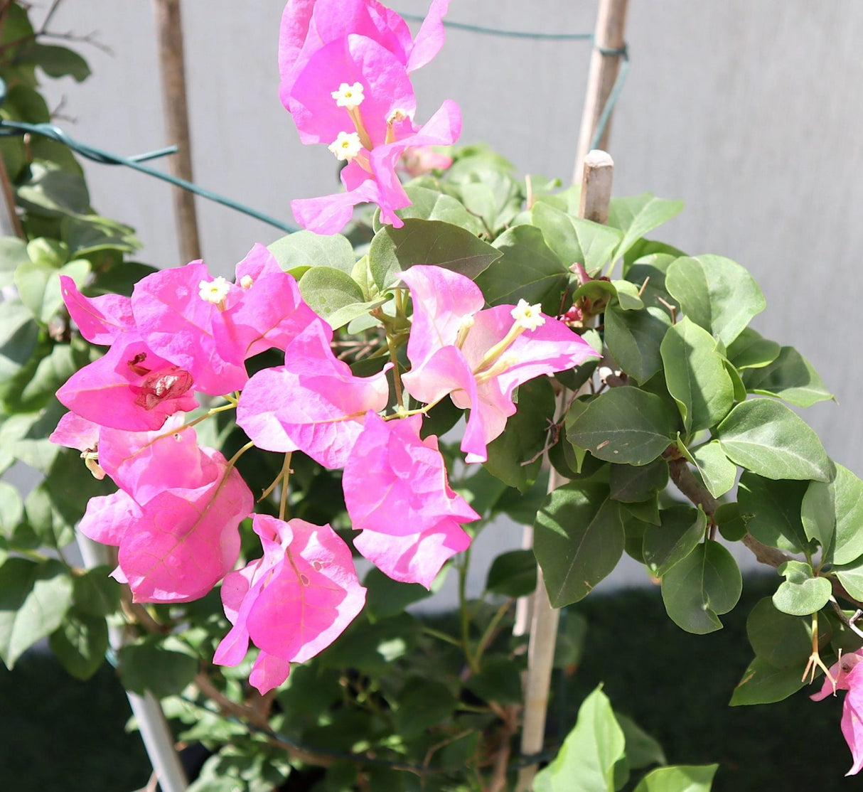 Bougainvillea Cocoice "Coconut Ice"