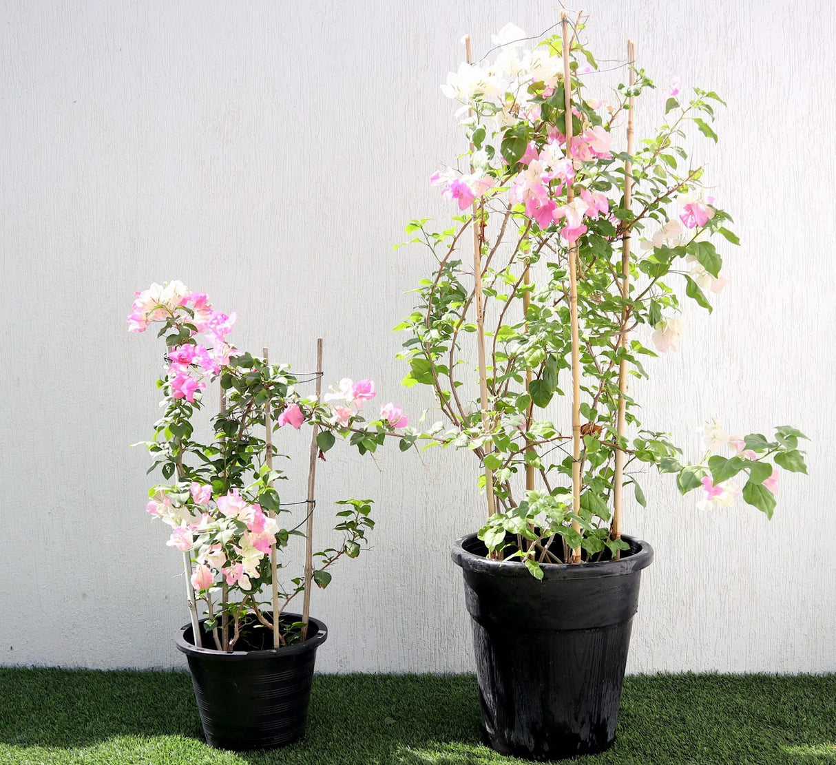 Bougainvillea Cocoice "Coconut Ice"