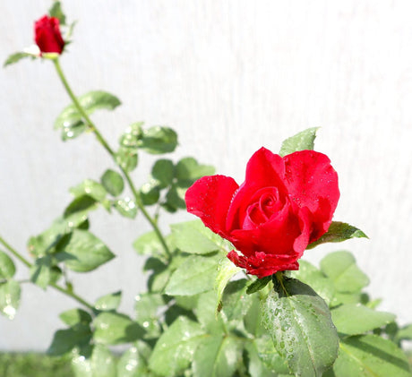 Rose Plant 0.3-0.4m