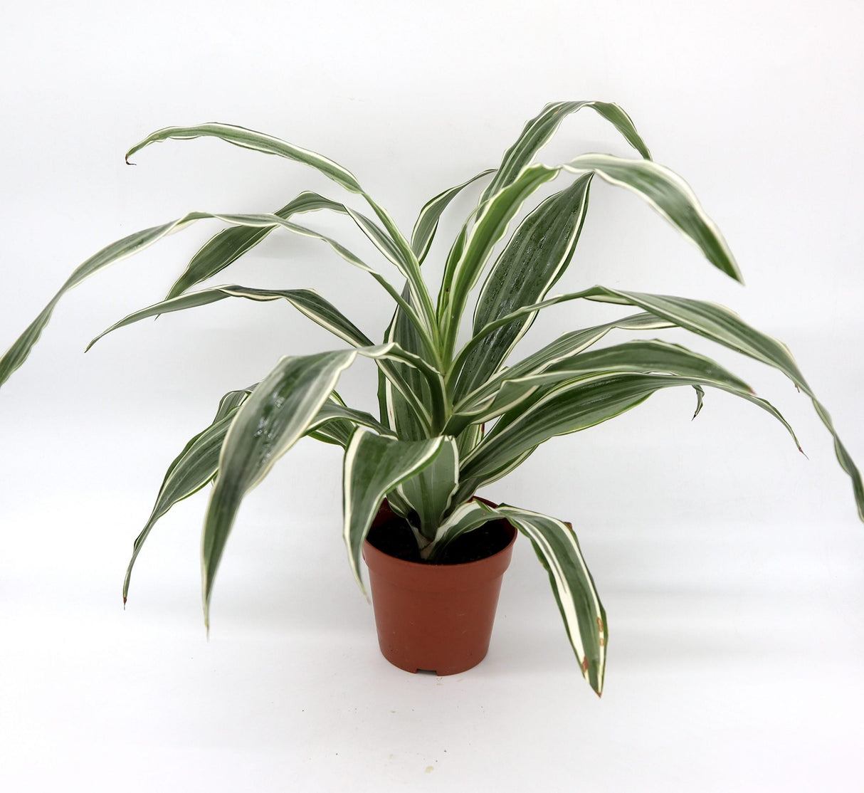 Dracaena Deremensis "Warneckii"