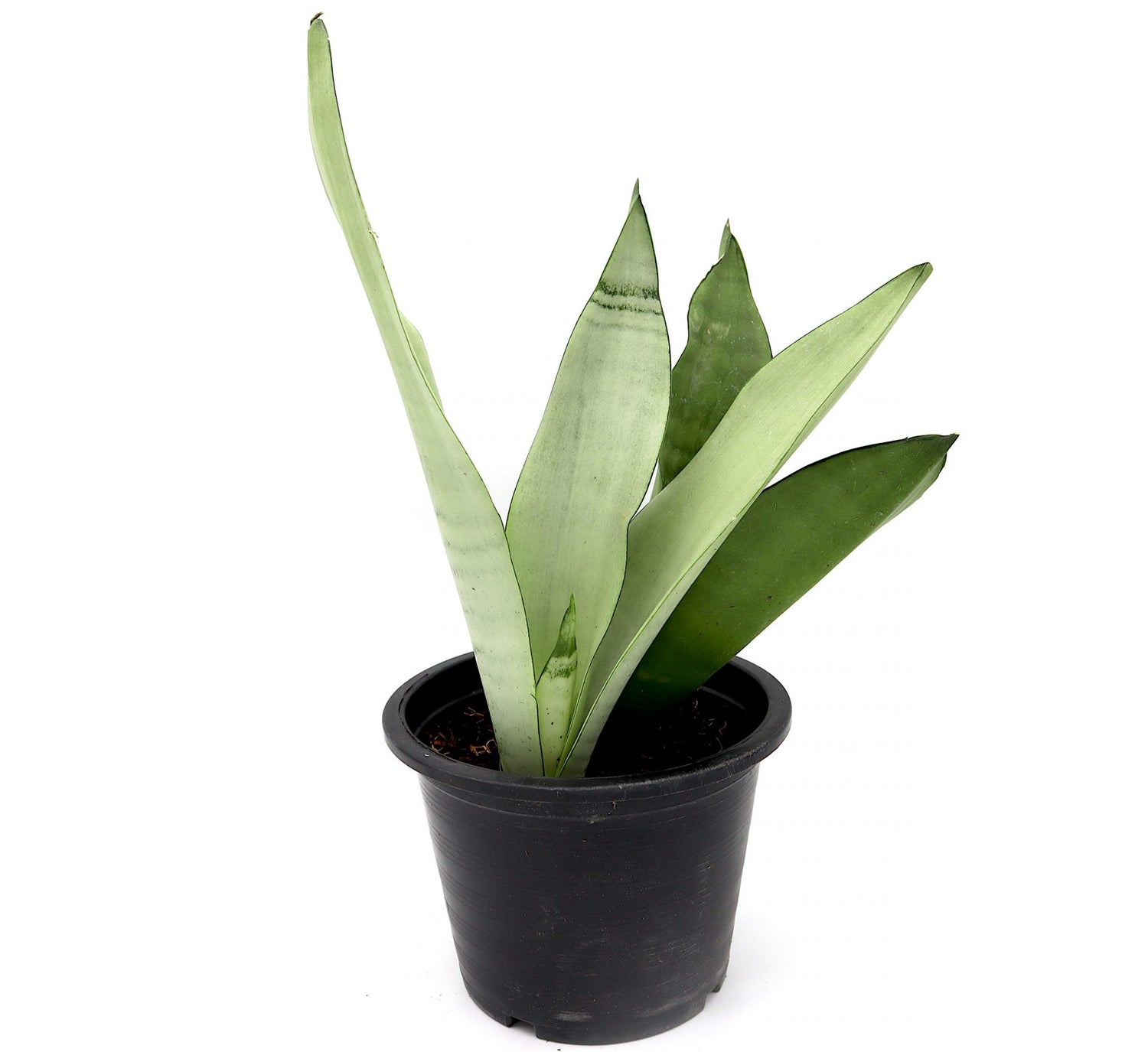 Snake Plant "Moon Shine" 25-30cm