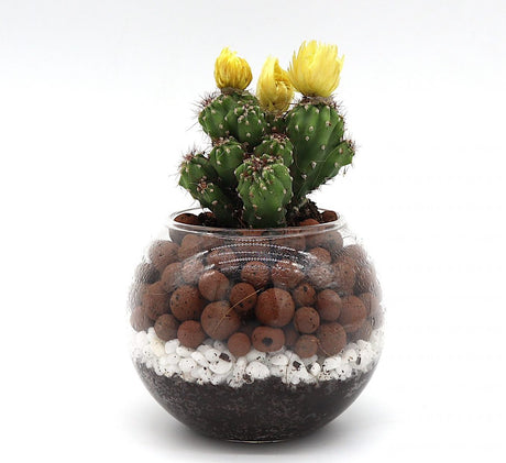 Ornamental Cactus in Transparent pot "Terrarium"