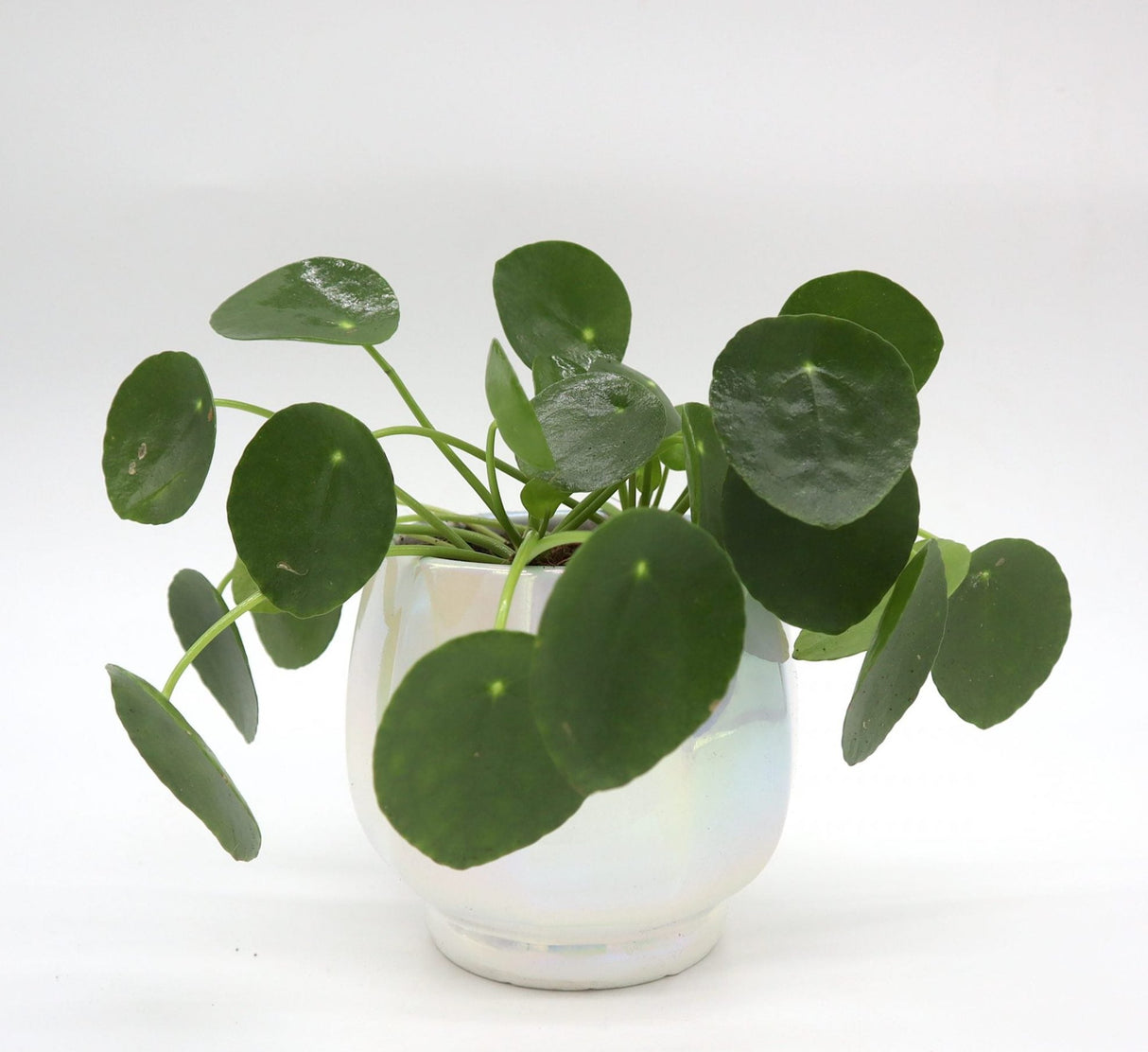 Office Lucky plants Set