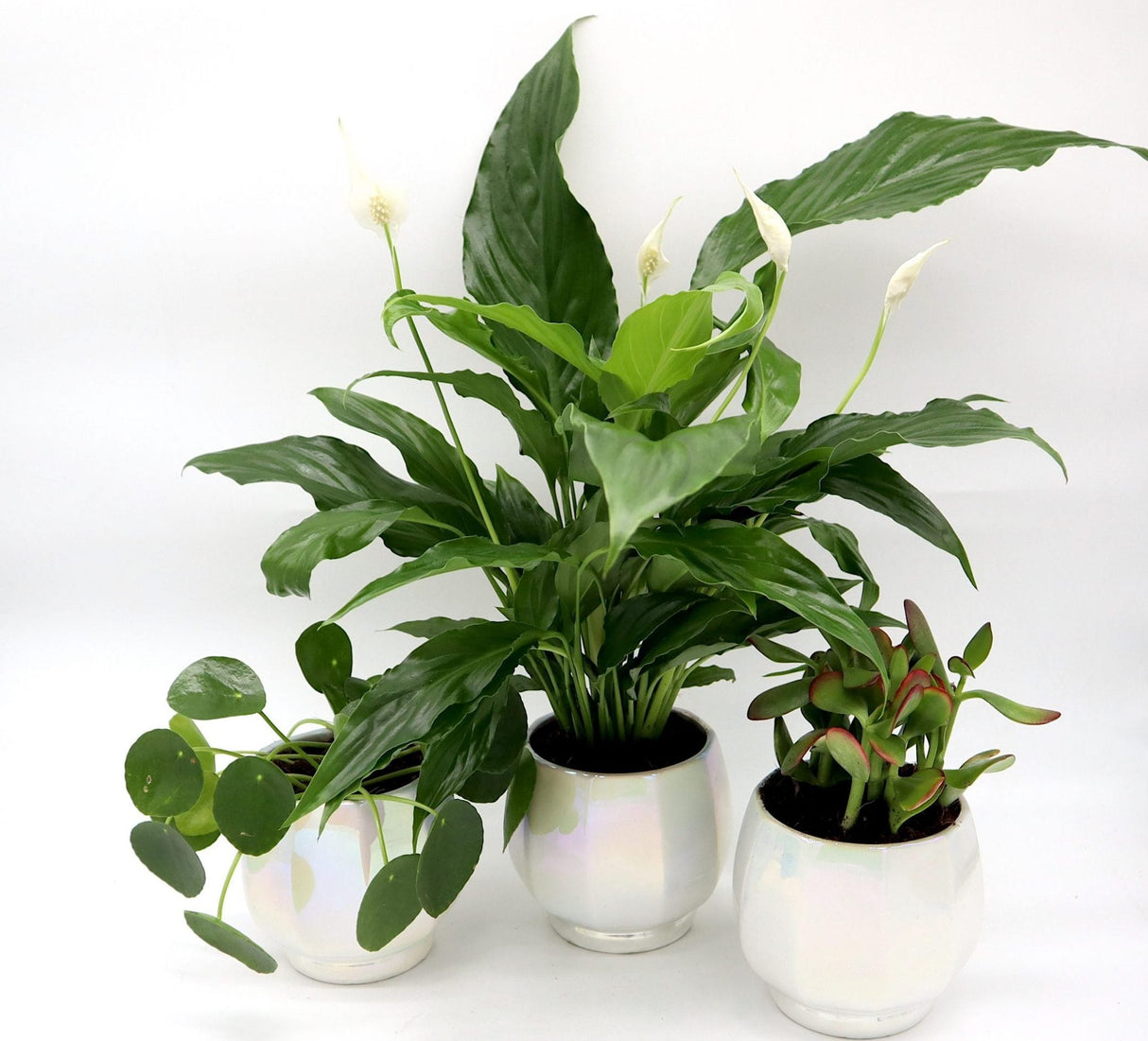 Office Lucky plants Set