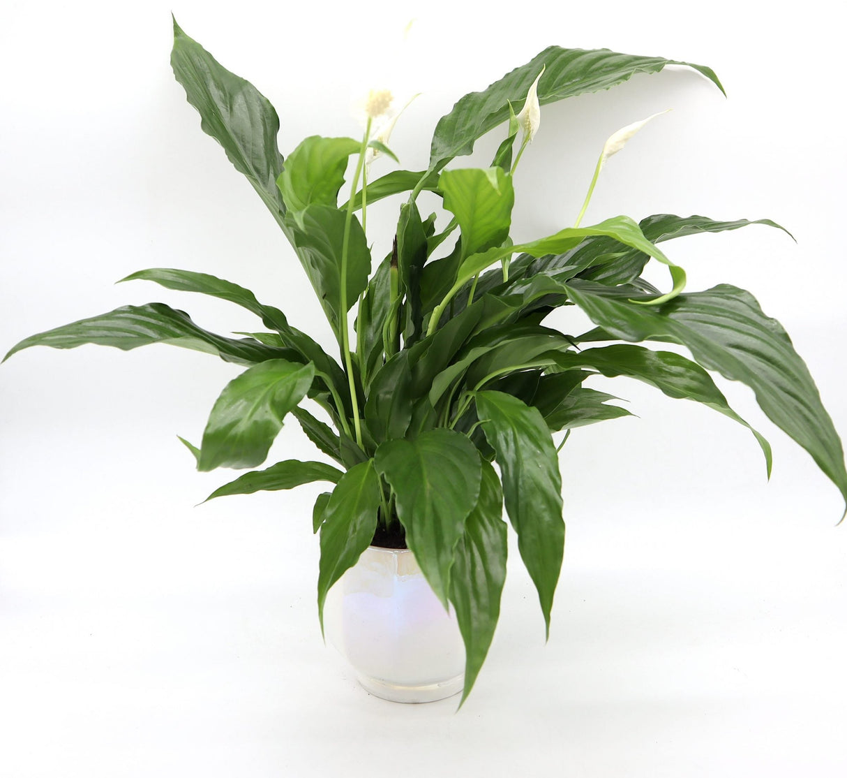 Office Lucky plants Set