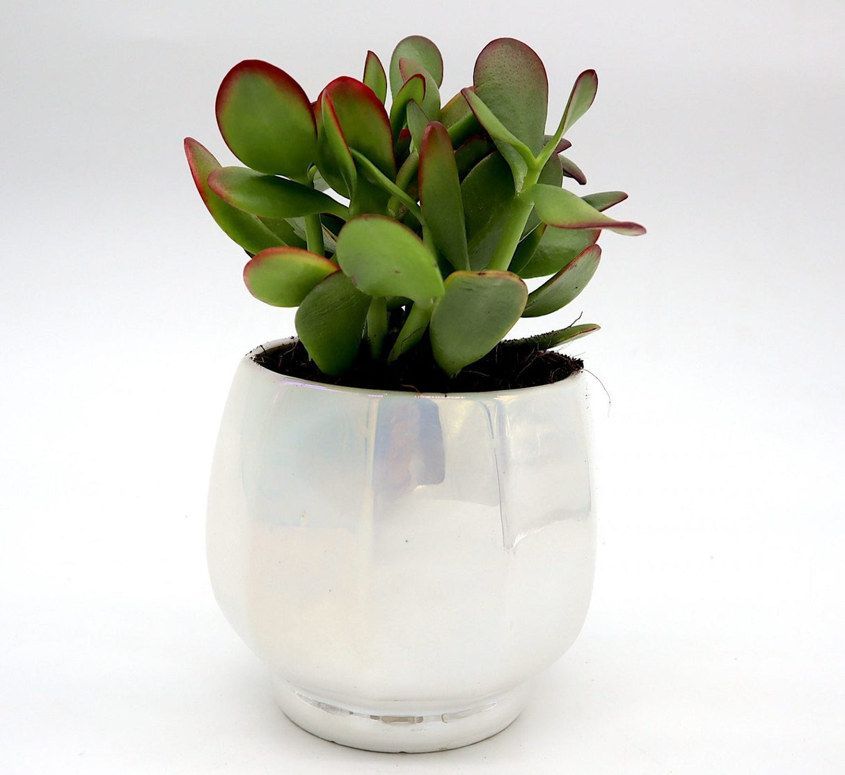 Office Lucky plants Set