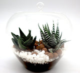 Mini succulents Haworthia in Transparent pot "Terrarium"