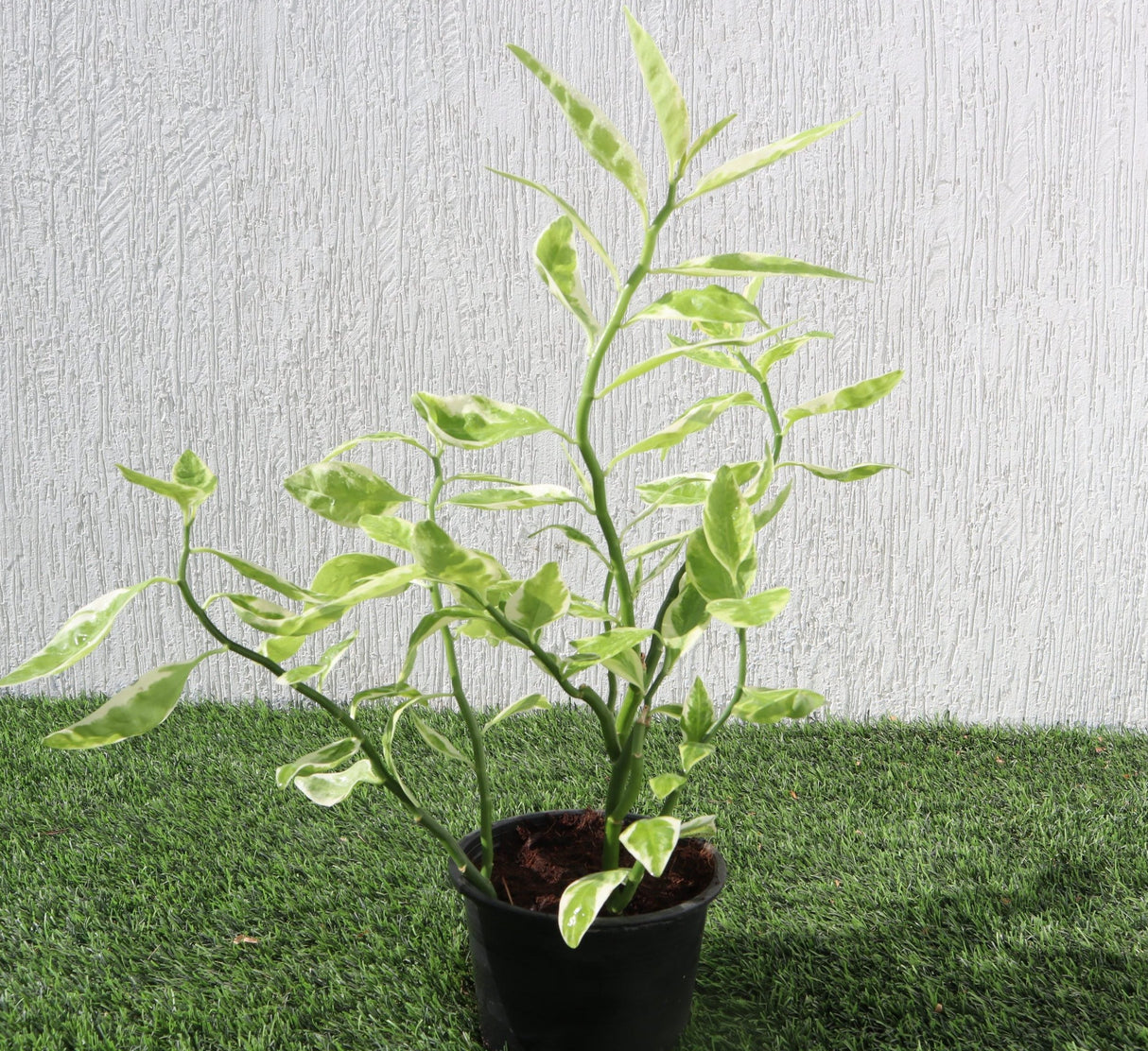 Pedilanthus Variegated "Pedilanthus Tithymaloides, Backbone of Devil Plant"
