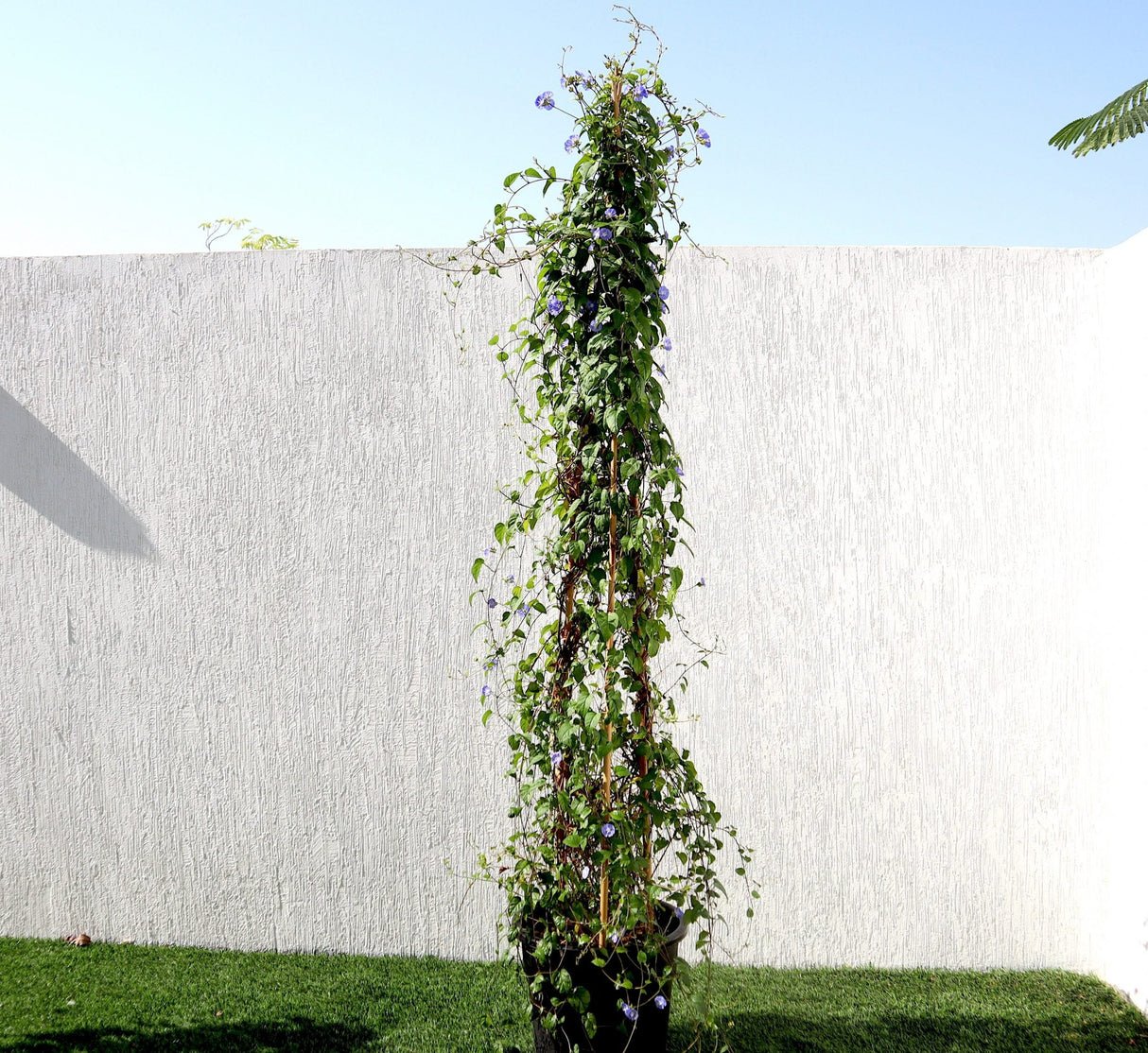 Jacquemontia pentantha "Sky Blue Cluster Vine"