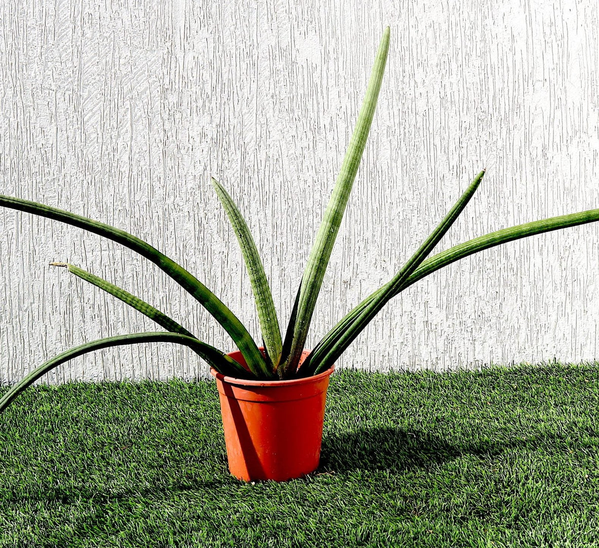Sansevieria Desertii "Sansevieria Cylindrica Skyline" 35-45cm