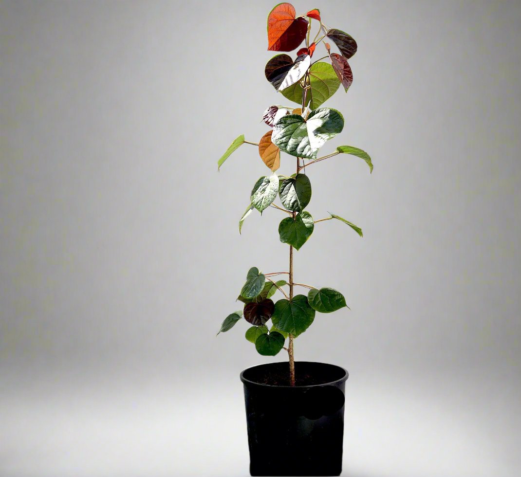 Hibiscus tiliaceus Rubra "Red Beach Hibiscus" 0.8-1.0m