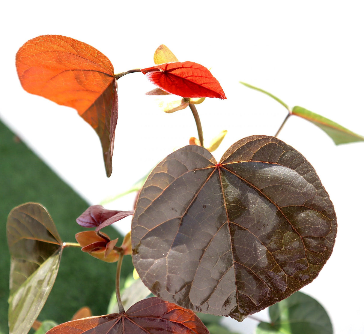 Hibiscus tiliaceus Rubra "Red Beach Hibiscus" 0.8-1.0m