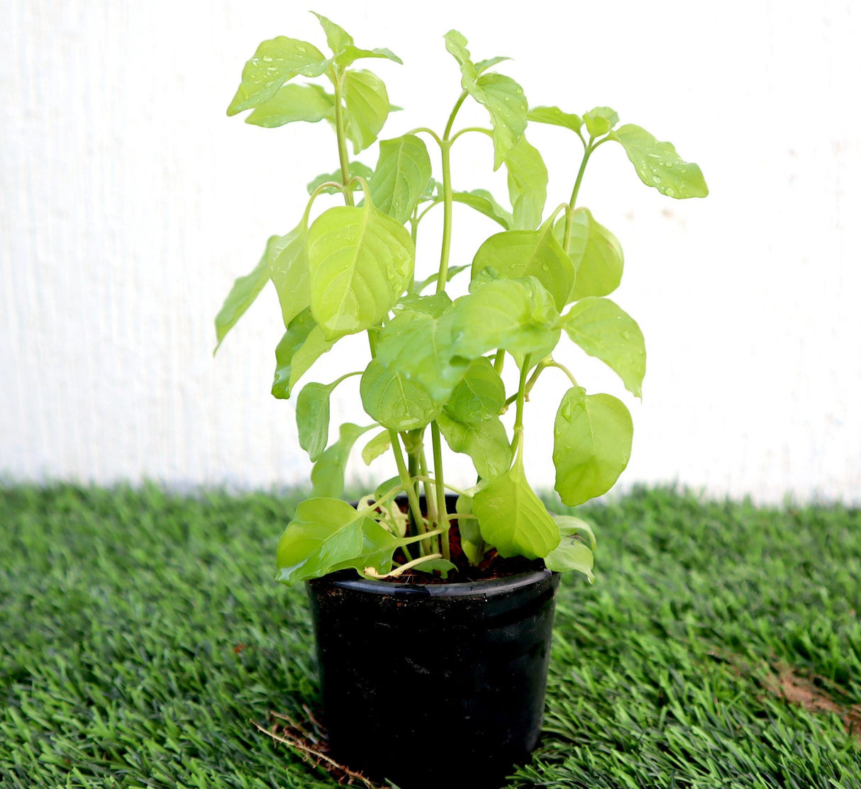 Asystasia Gangetica Green "Chinese Violet" 10-15cm