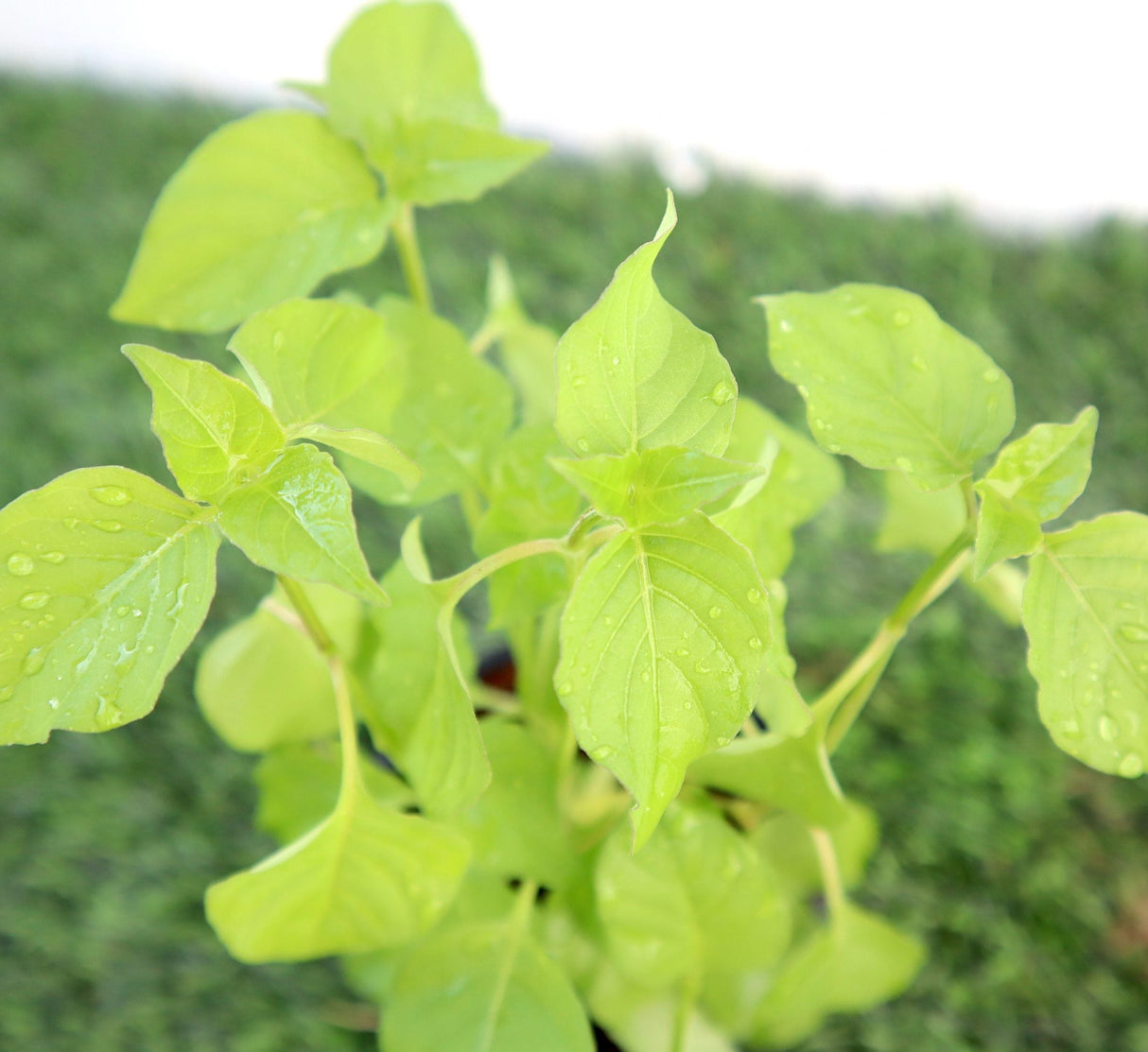 Asystasia Gangetica Green "Chinese Violet" 10-15cm