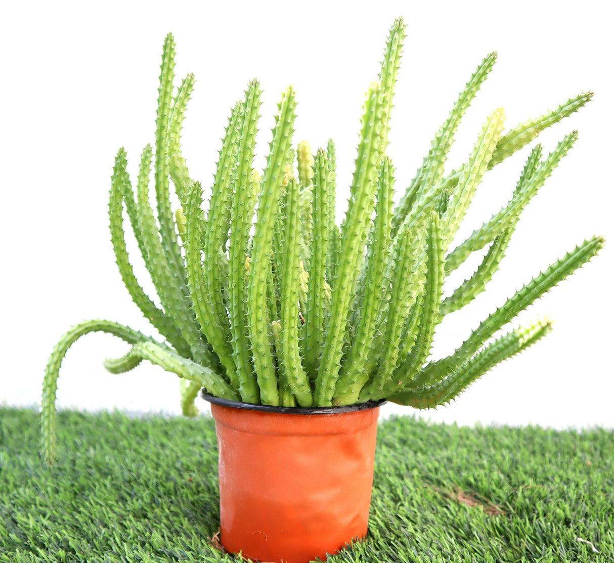 Caralluma Cactus "Caralluma Adscendens"0.2-0.3m