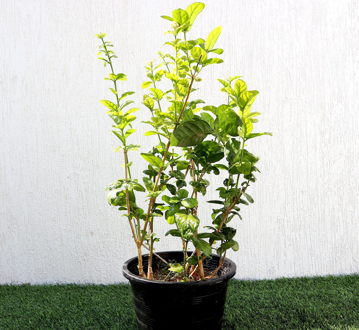 Labnani Jasmine "Jasminum Labnani" 0.5-0.6m