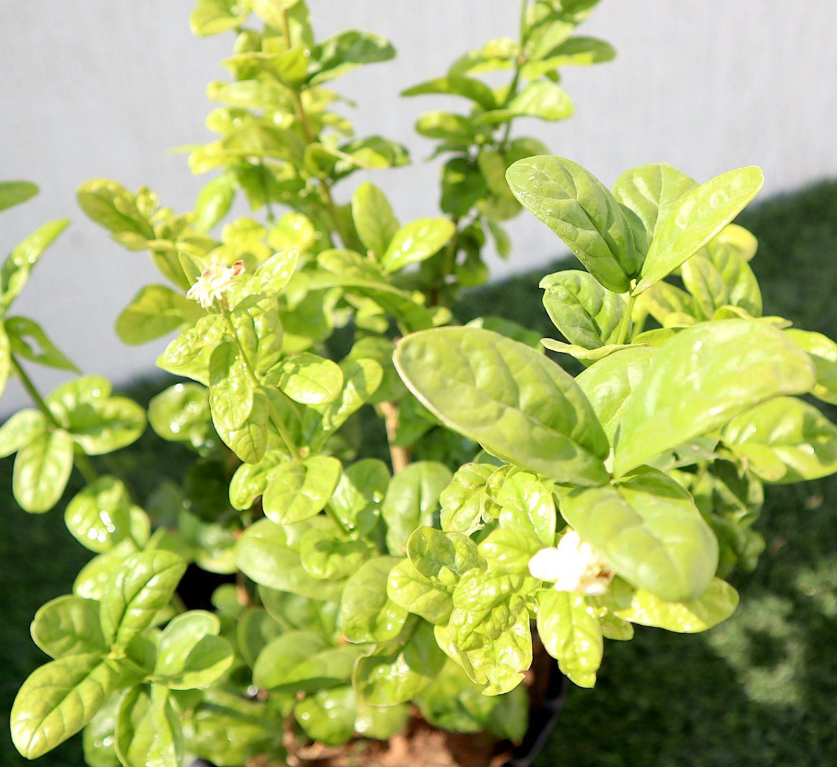 Labnani Jasmine "Jasminum Labnani" 0.5-0.6m