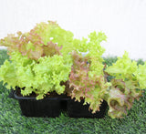 Lettuce "Lactuca sativa" 4 Plants "Organic"