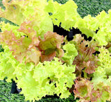 Lettuce "Lactuca sativa" 4 Plants "Organic"