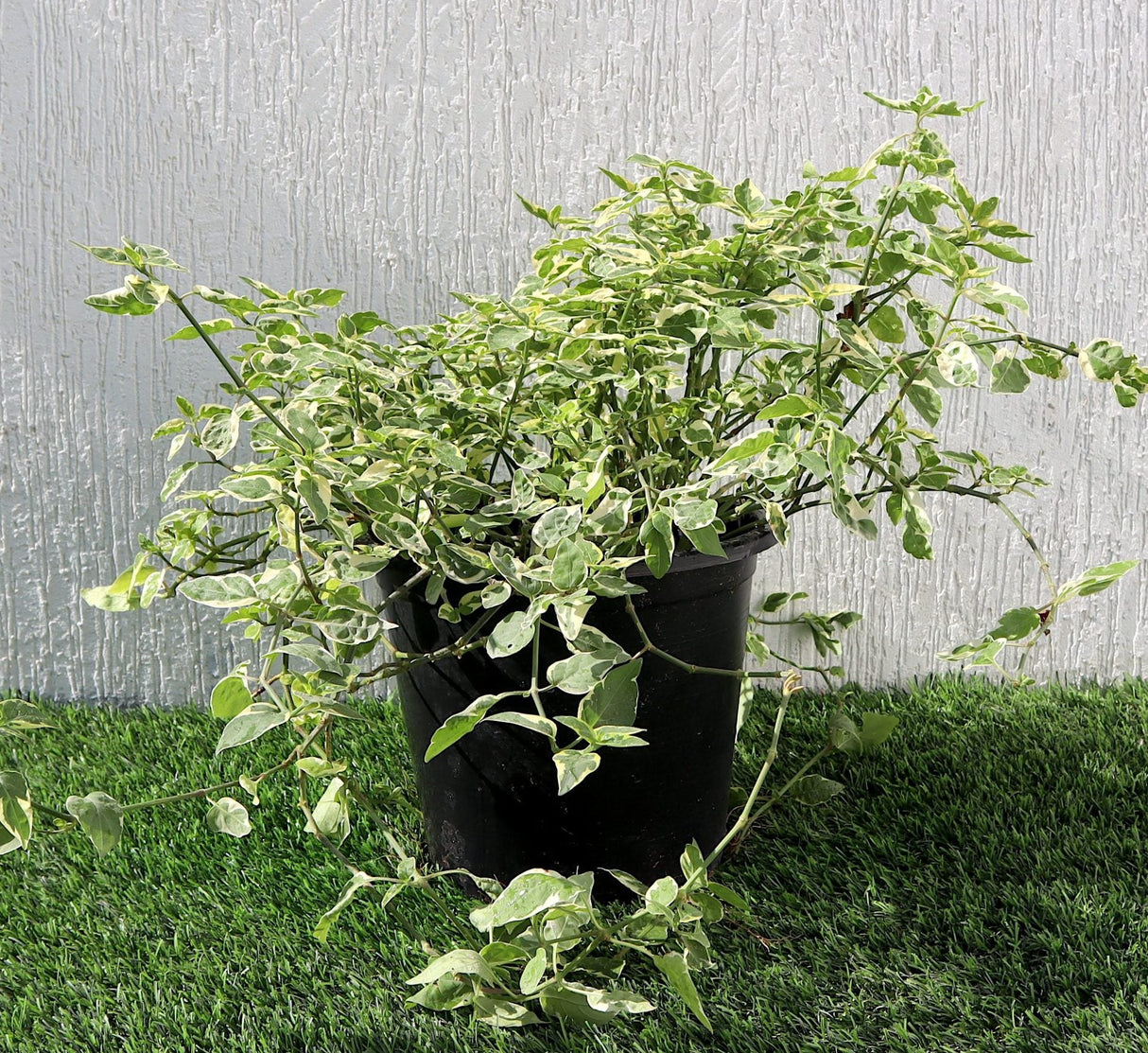 Asystasia Gangetica Variegata "Chinese Violet" 6ltr pot