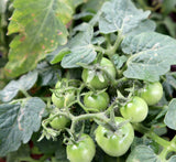 Tomato Plant "Cherry tomato" Organic