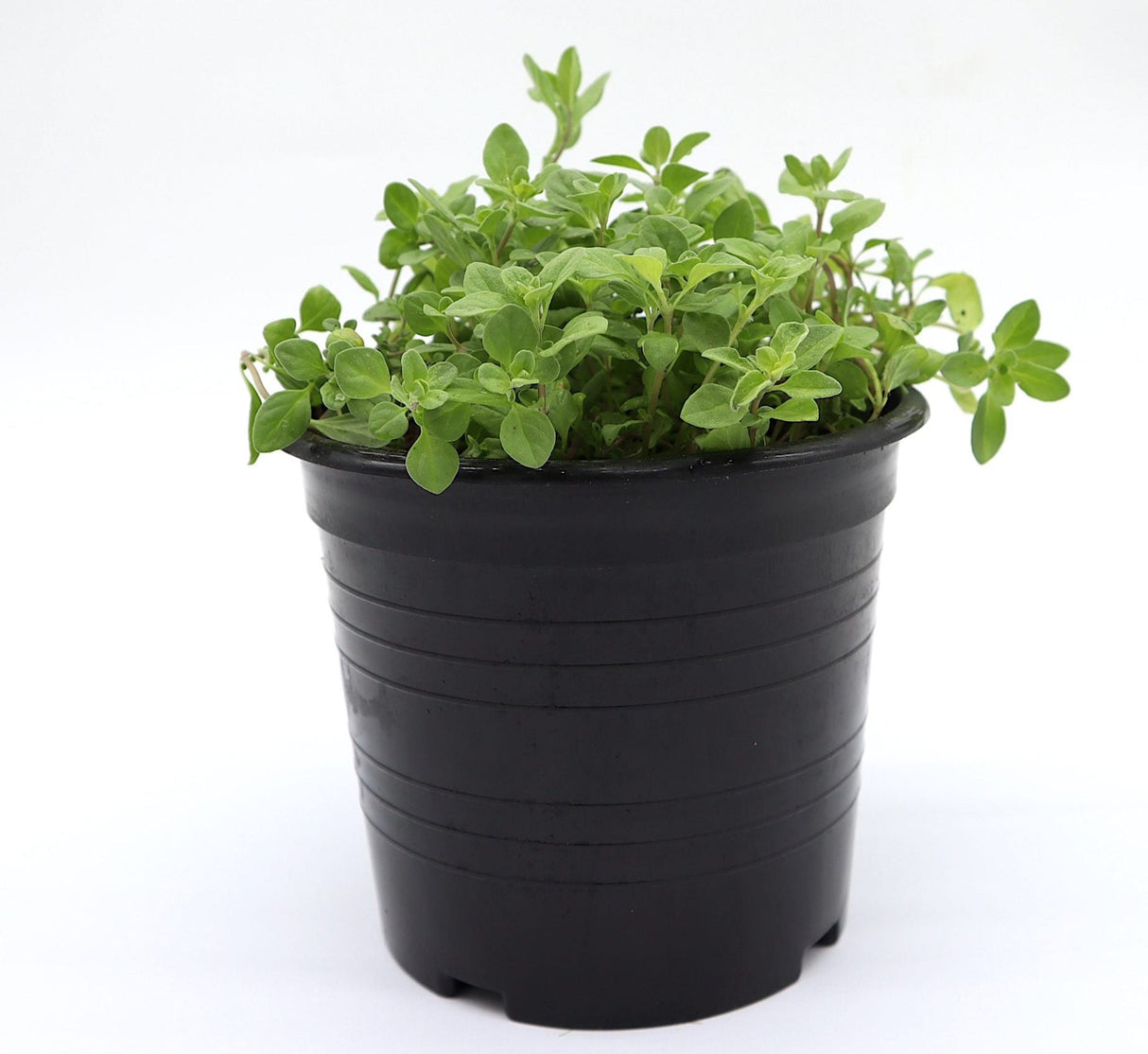 Oregano Herb Organic Plant "Origanum vulgare"