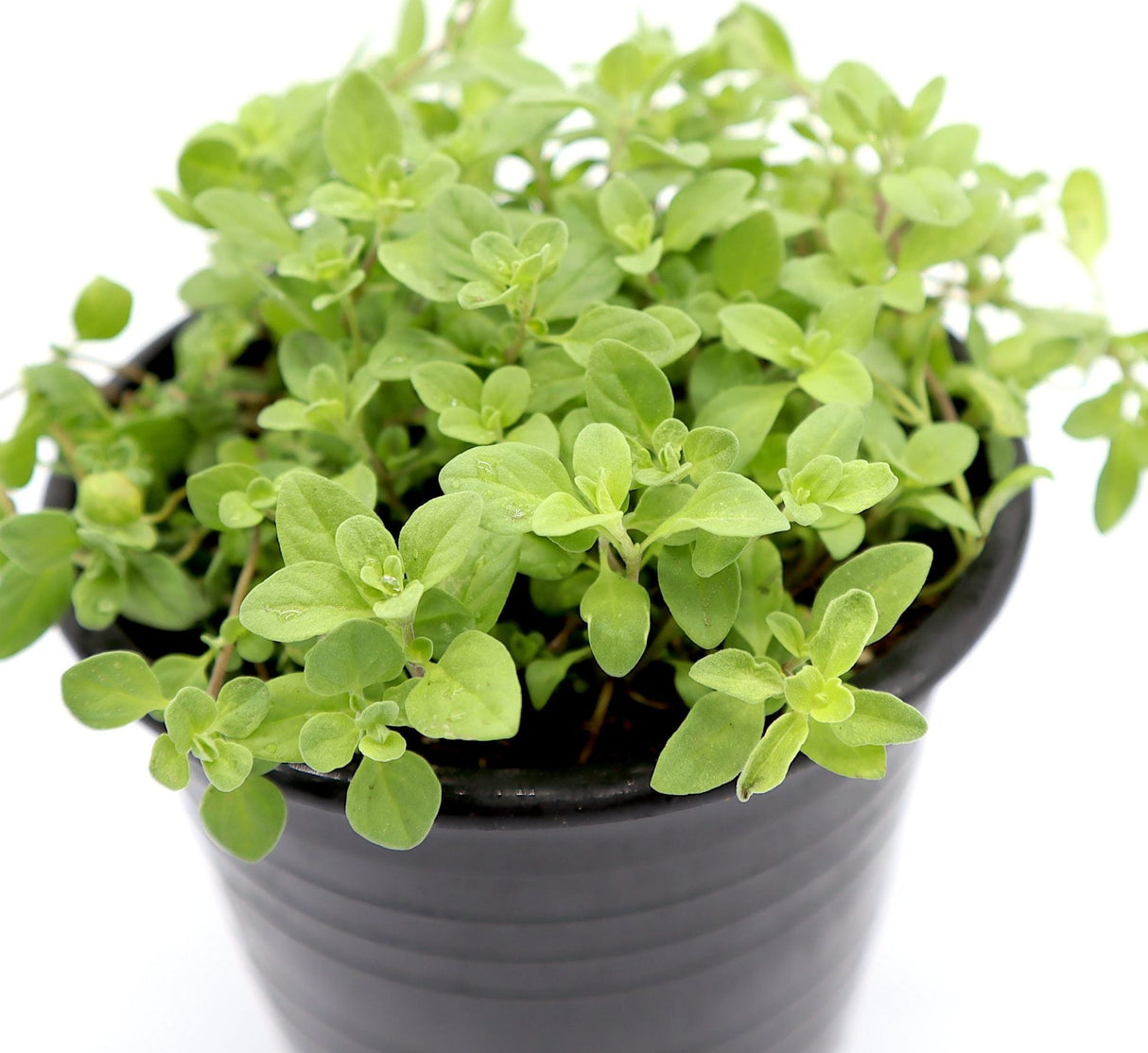 Oregano Herb Organic Plant "Origanum vulgare"