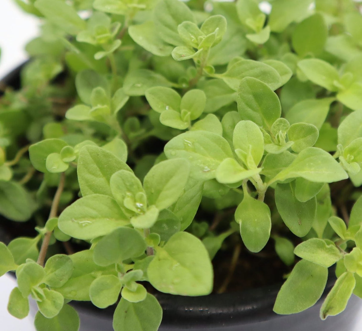 Oregano Herb Organic Plant "Origanum vulgare"