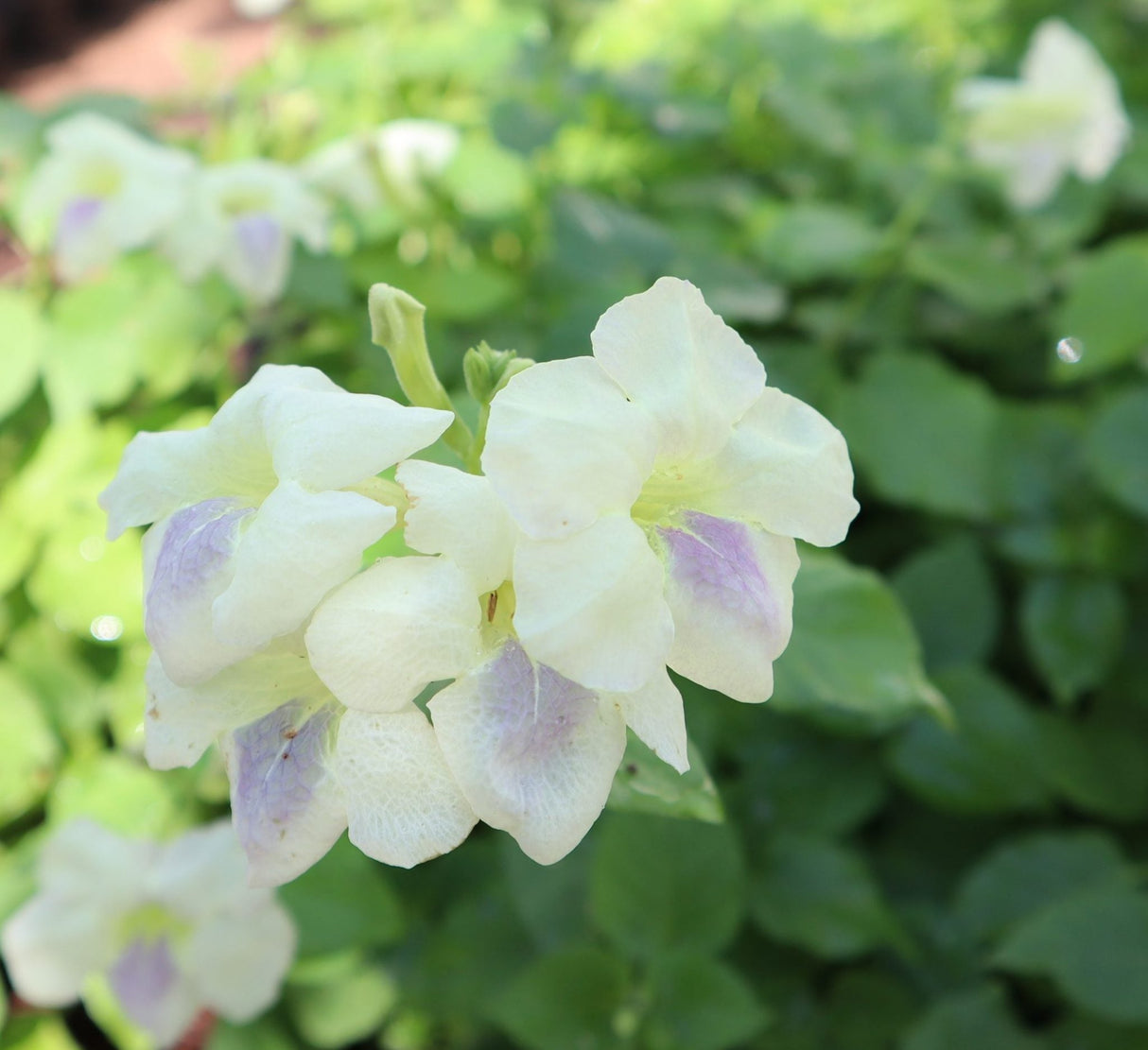 Asystasia Gangetica Green "Chinese Violet" 10-15cm