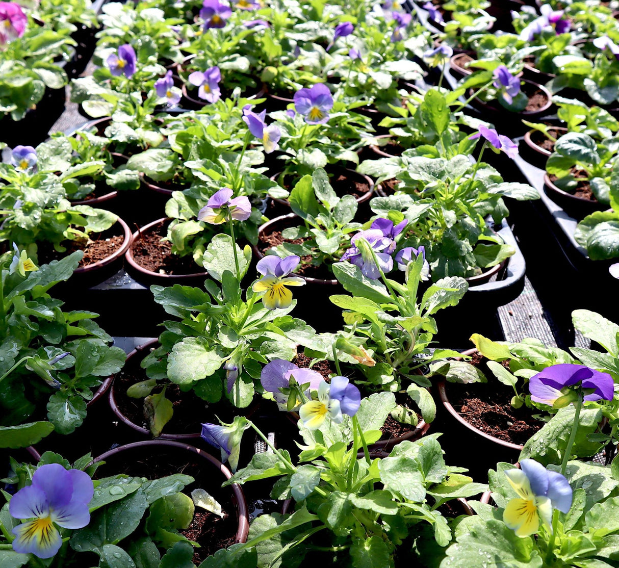 Pansy Mix flowers "9cm pot"