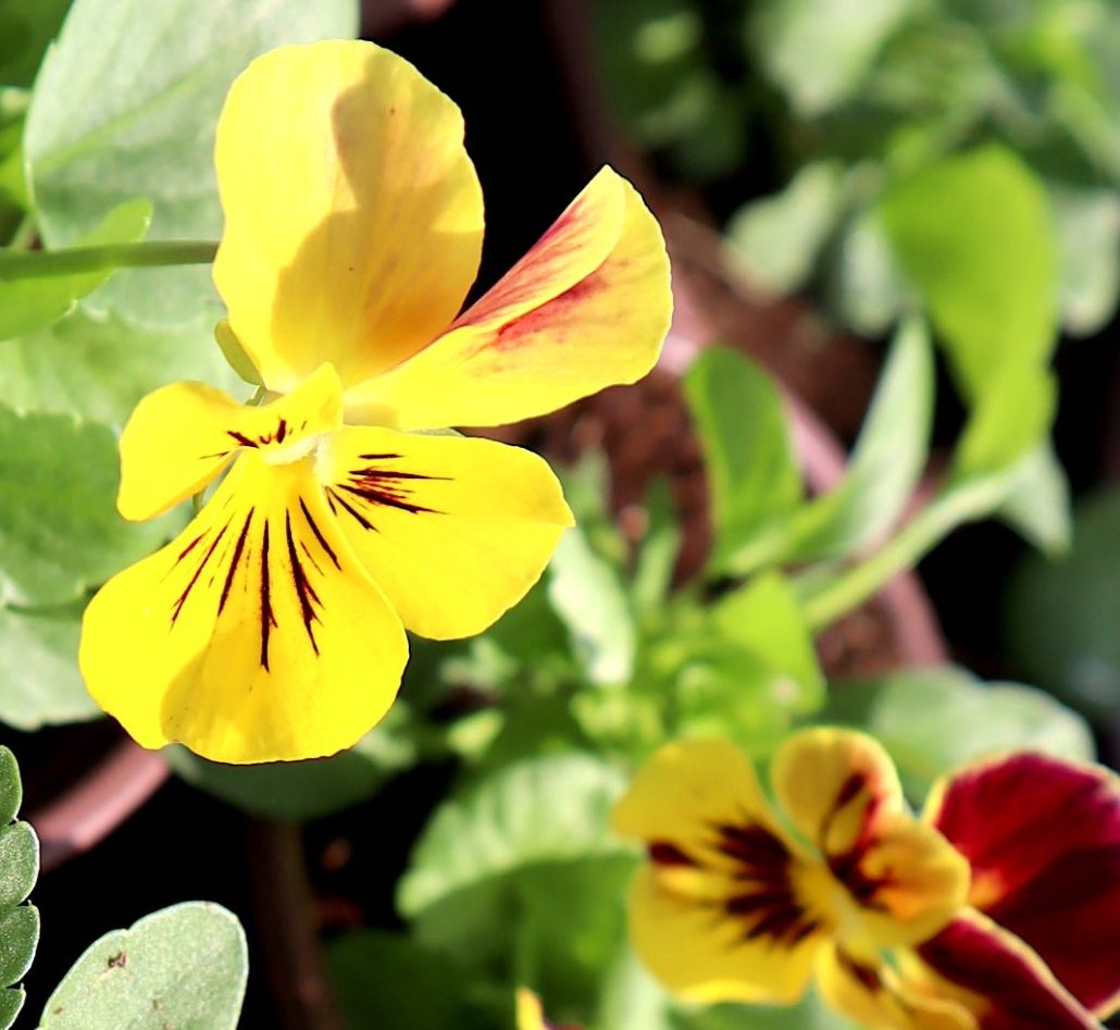 Pansy Mix flowers "9cm pot"