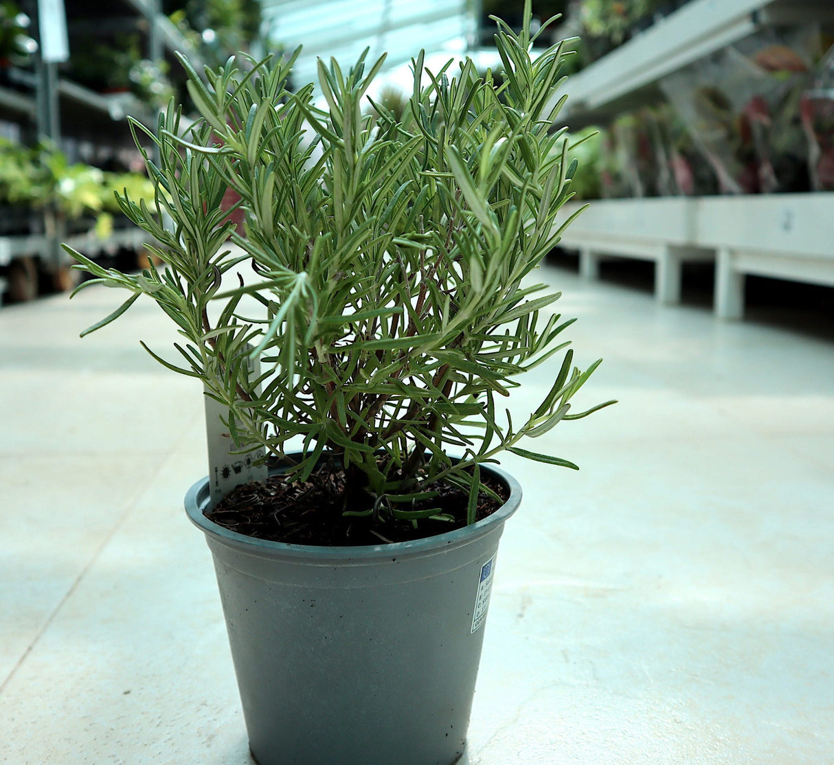 Rosemary Herb Indoor "Rosmarinus Officialis"