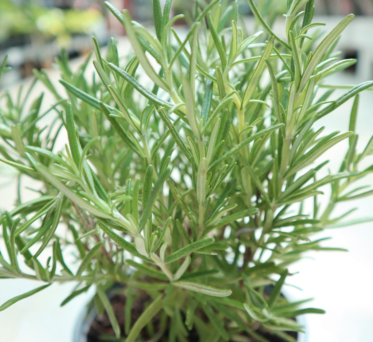 Rosemary Herb Indoor "Rosmarinus Officialis"