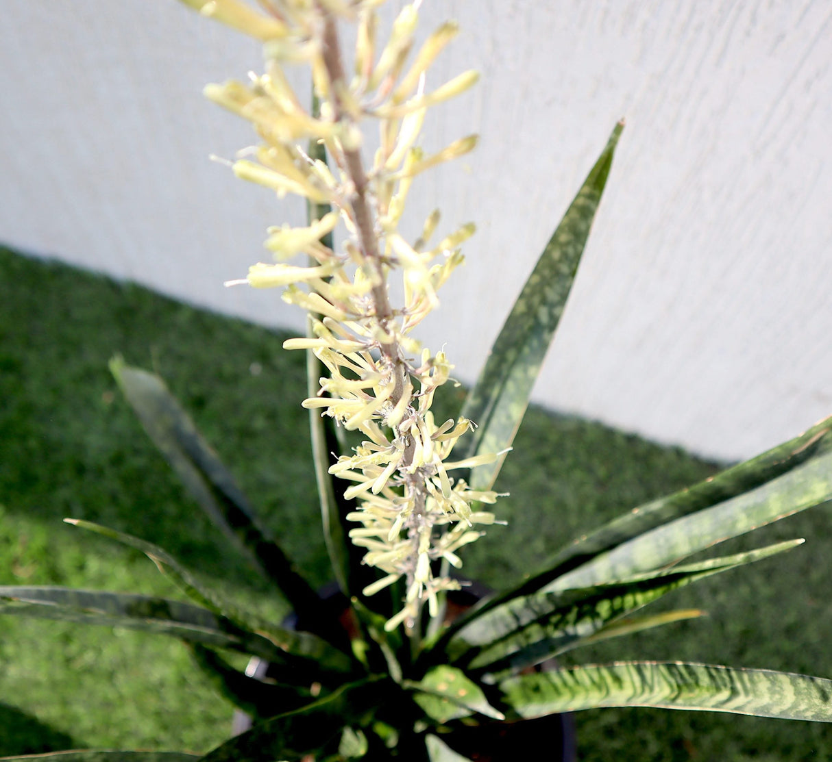 Sansevieria Green Zeylanica "Bowstring Hemp" 30-40 cm