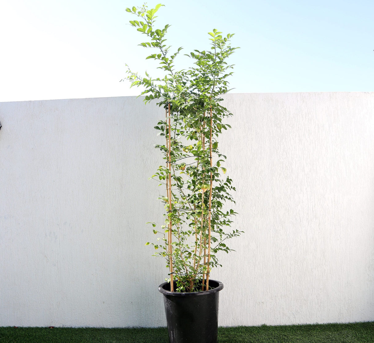 Murraya paniculata "Orange or Thai Jasmine"