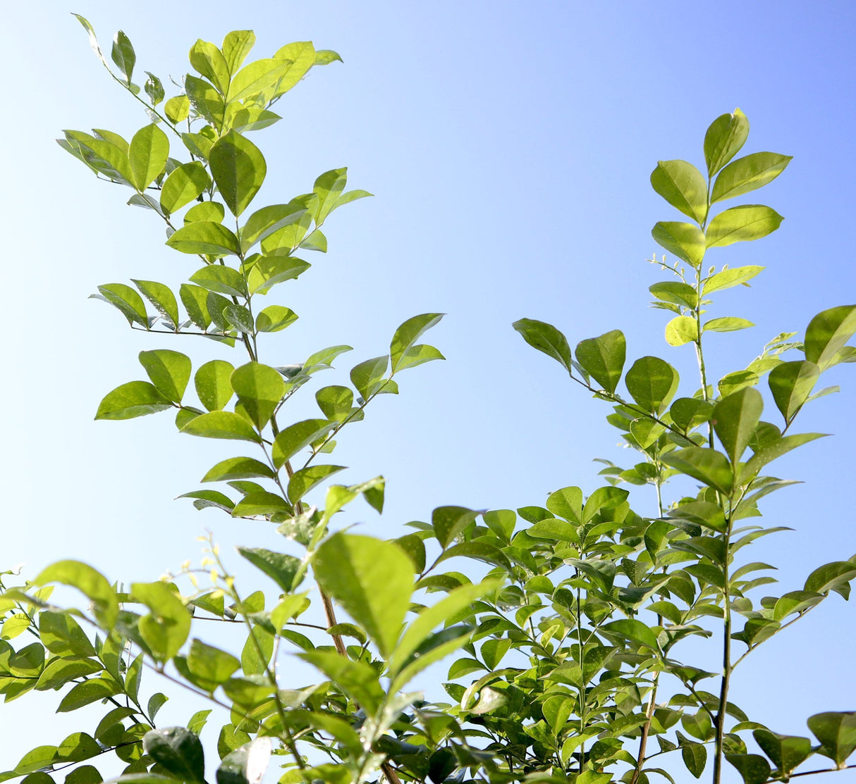 Murraya paniculata "Orange or Thai Jasmine"