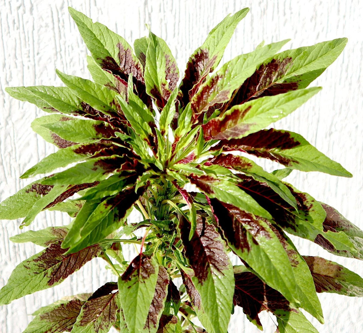 Amaranthus Tricolor 0.3-0.4m
