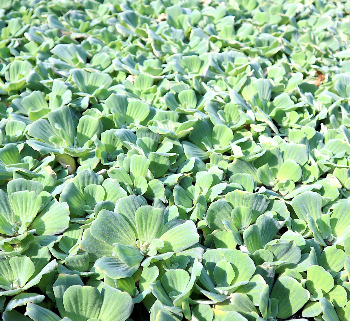 Water lettuce "Pistia stratiotes"