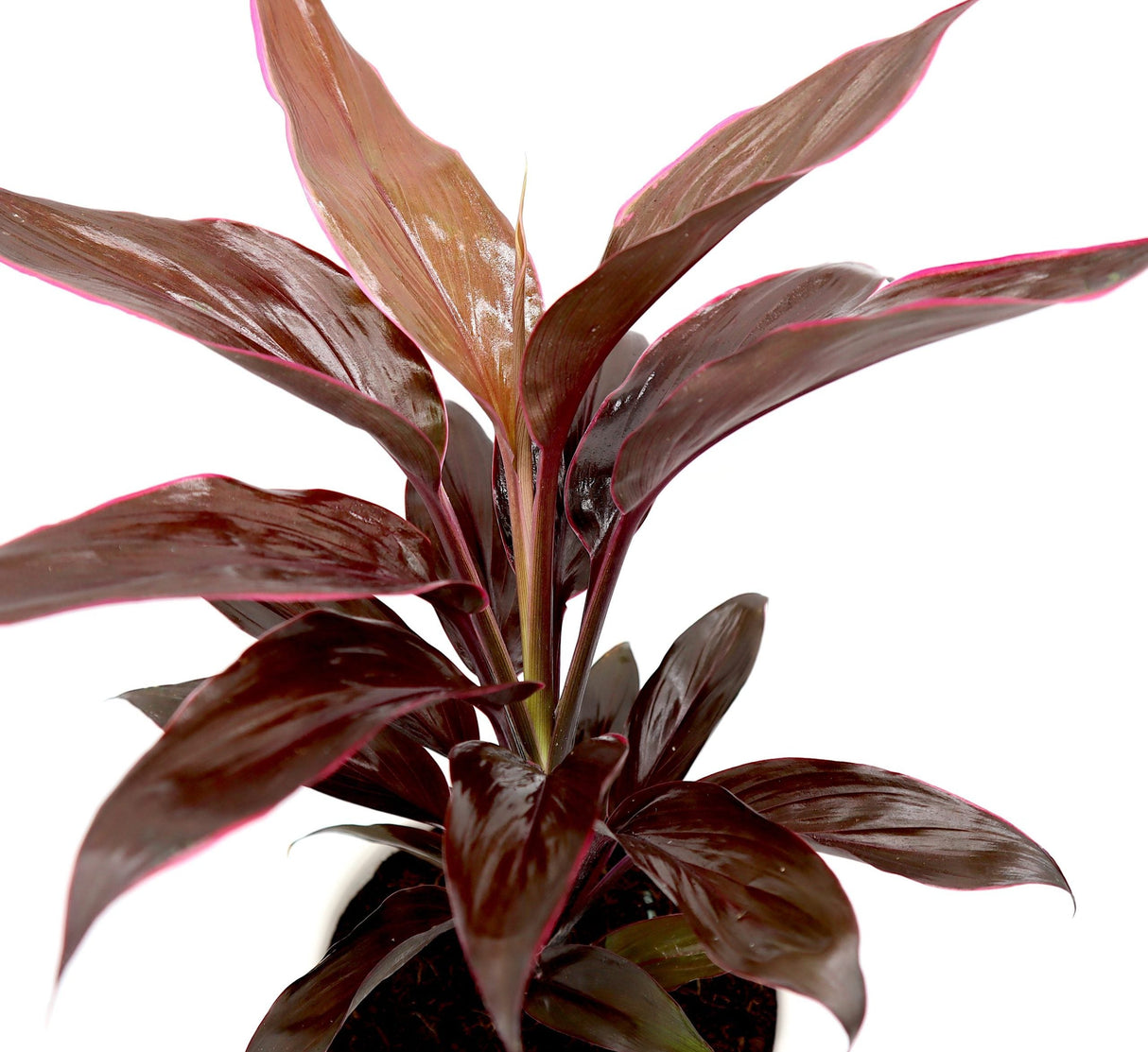 Cordyline Fruticosa Mambo "Good luck plant" 25-30cm