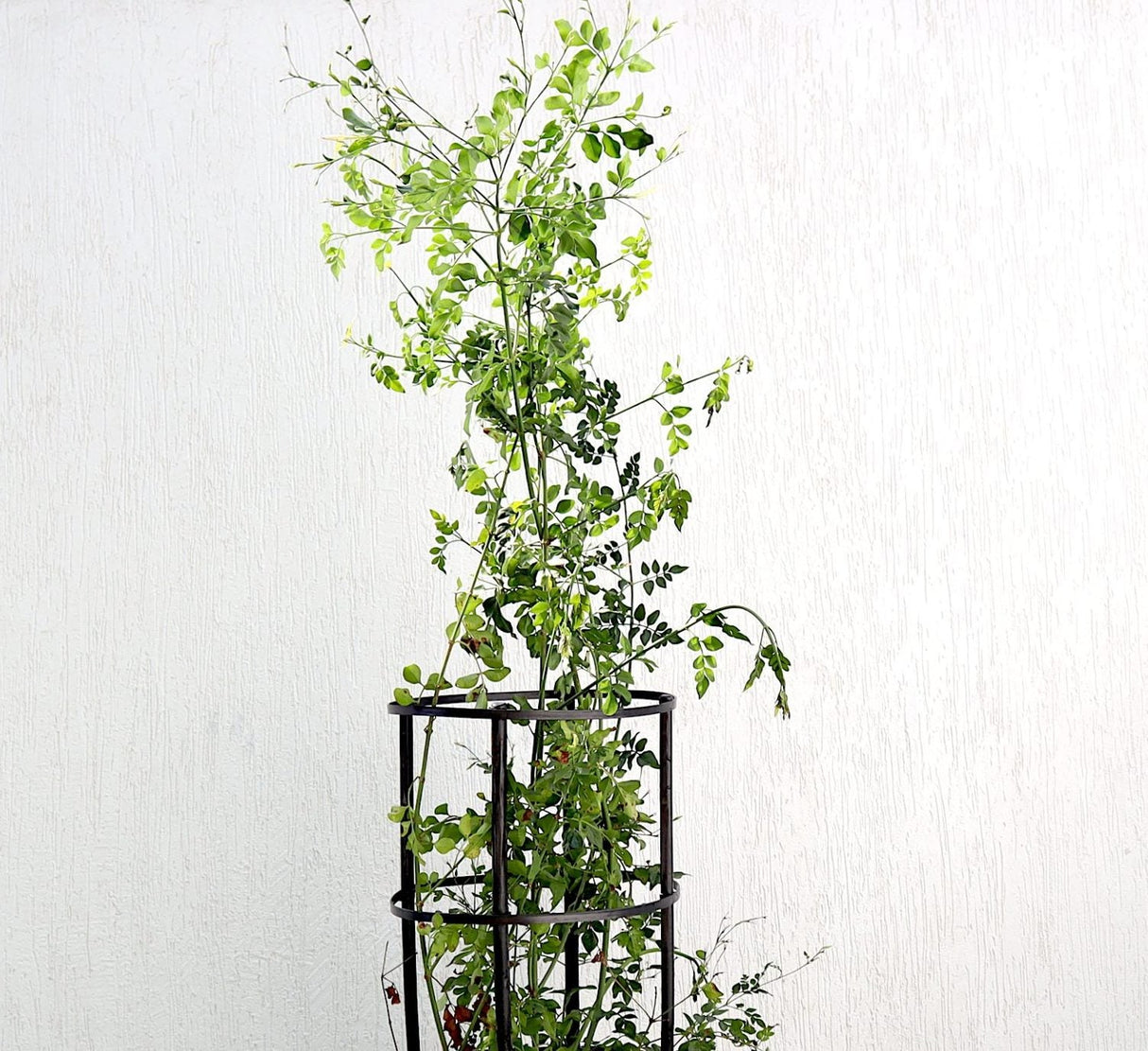 Jasmine "Jasminum Officinale" 0.8-1.0m