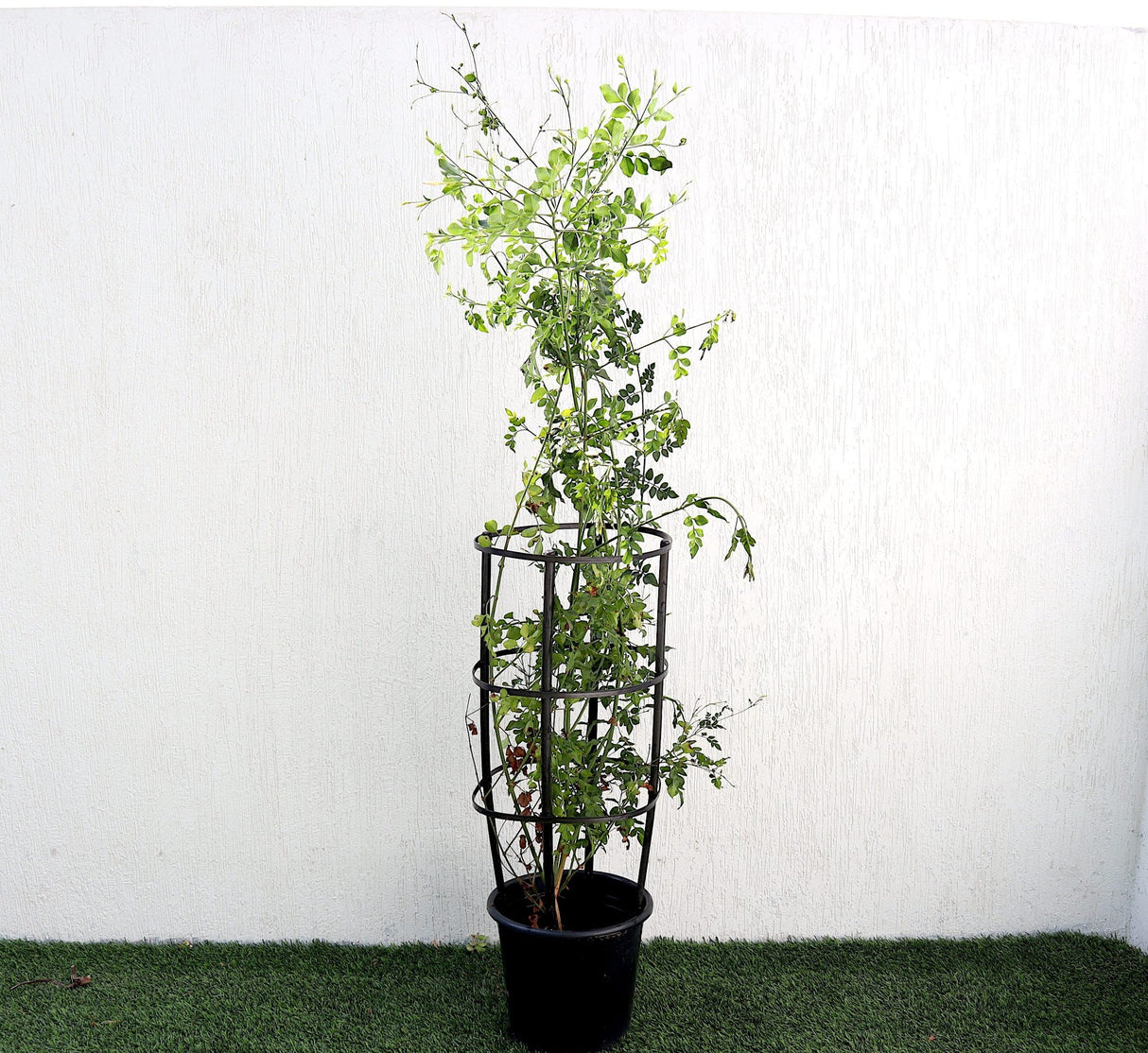 Jasmine "Jasminum Officinale" 0.8-1.0m