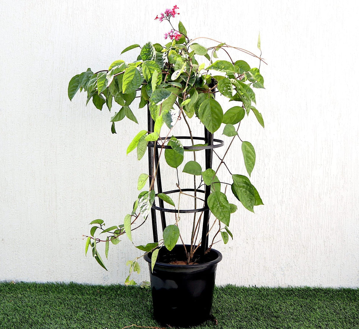 Clerodendrum Thomsoniae "Pink Bleeding Heart Vine" 0.8-1.0m