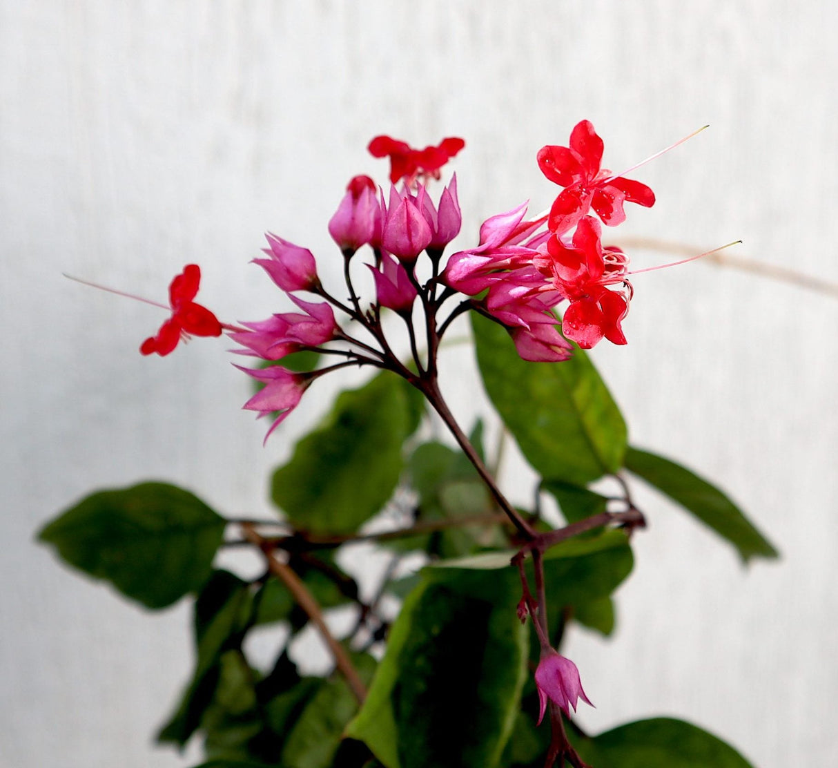 Clerodendrum Thomsoniae "Pink Bleeding Heart Vine" 0.8-1.0m