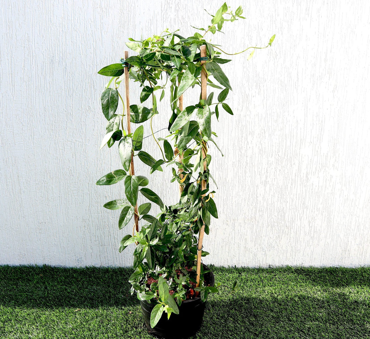 Lonicera "Honeysuckle" 0.8-1.0m