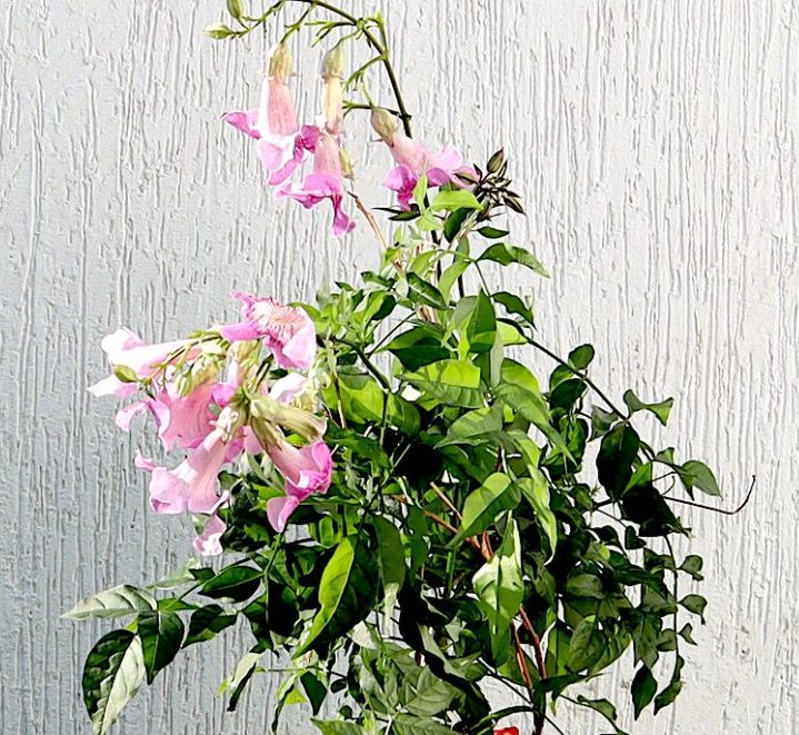 Pink Trumpet Vine "Podranea Ricasoliana" 0.4-0.5m