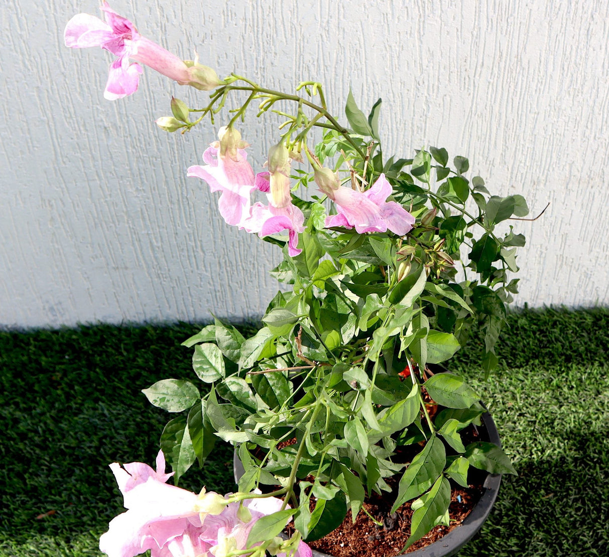 Pink Trumpet Vine "Podranea Ricasoliana" 0.4-0.5m