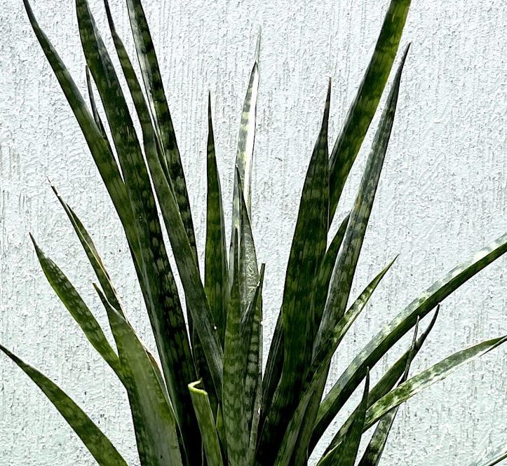 Sansevieria Green Zeylanica "Bowstring Hemp" 30-40 cm